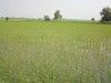 Rice Fields, Sheikhupura